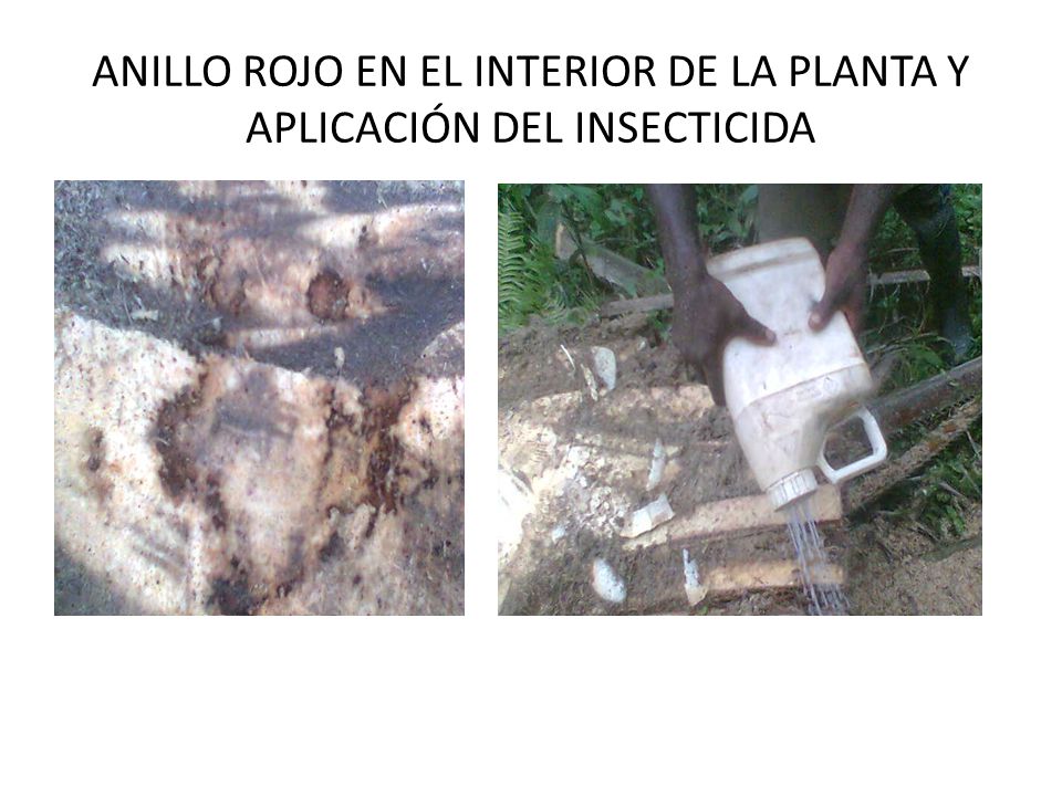 ANILLO ROJO EN EL INTERIOR DE LA PLANTA Y APLICACIÓN DEL INSECTICIDA