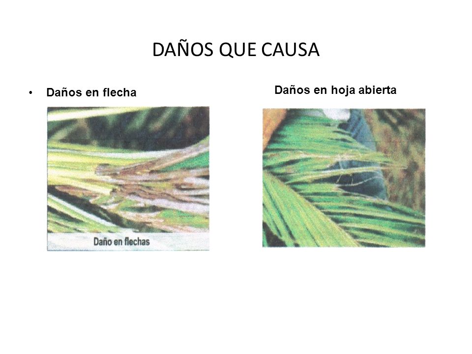 DAÑOS QUE CAUSA Daños en flecha Daños en hoja abierta