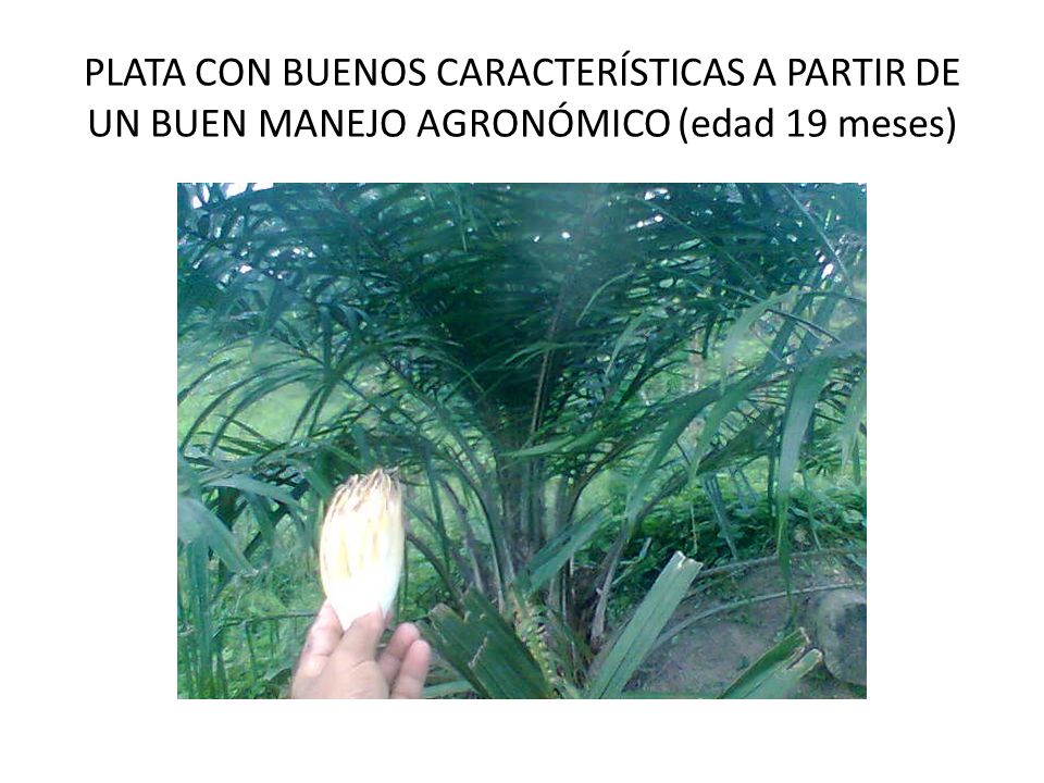PLATA CON BUENOS CARACTERÍSTICAS A PARTIR DE UN BUEN MANEJO AGRONÓMICO (edad 19 meses)