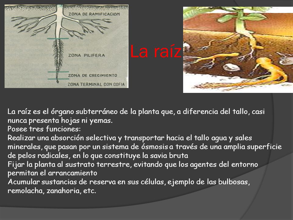 La raíz La raíz es el órgano subterráneo de la planta que, a diferencia del tallo, casi nunca presenta hojas ni yemas.