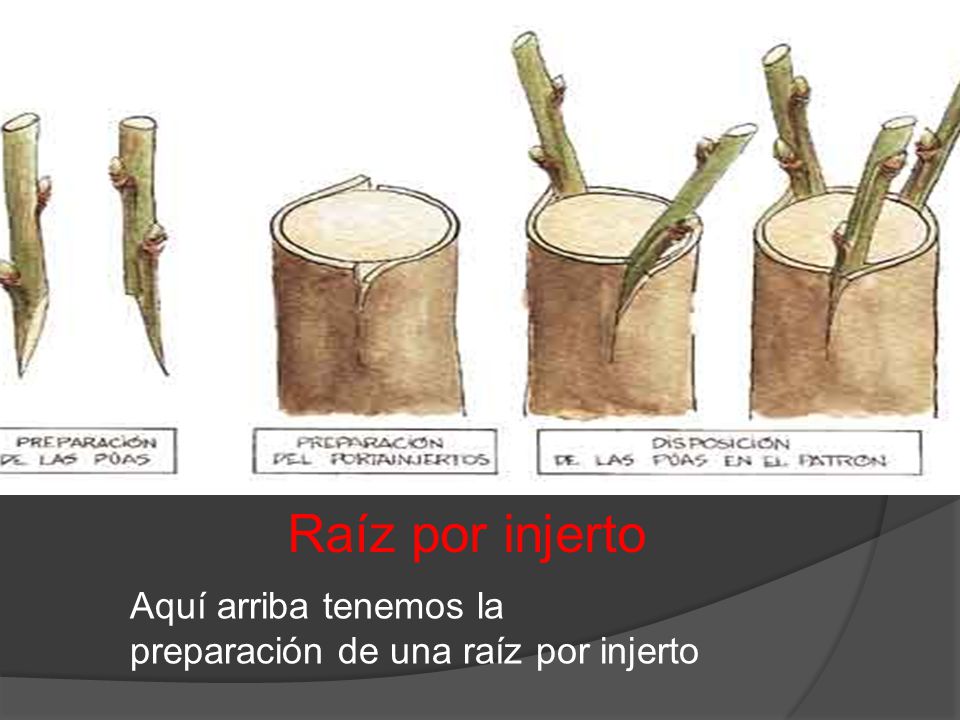 Raíz por injerto Aquí arriba tenemos la preparación de una raíz por injerto