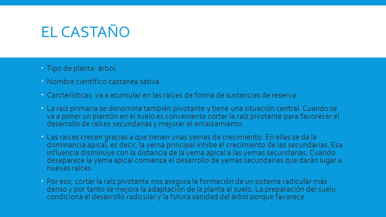 El castaño Tipo de planta: árbol. Nombre científico:castanea sativa.