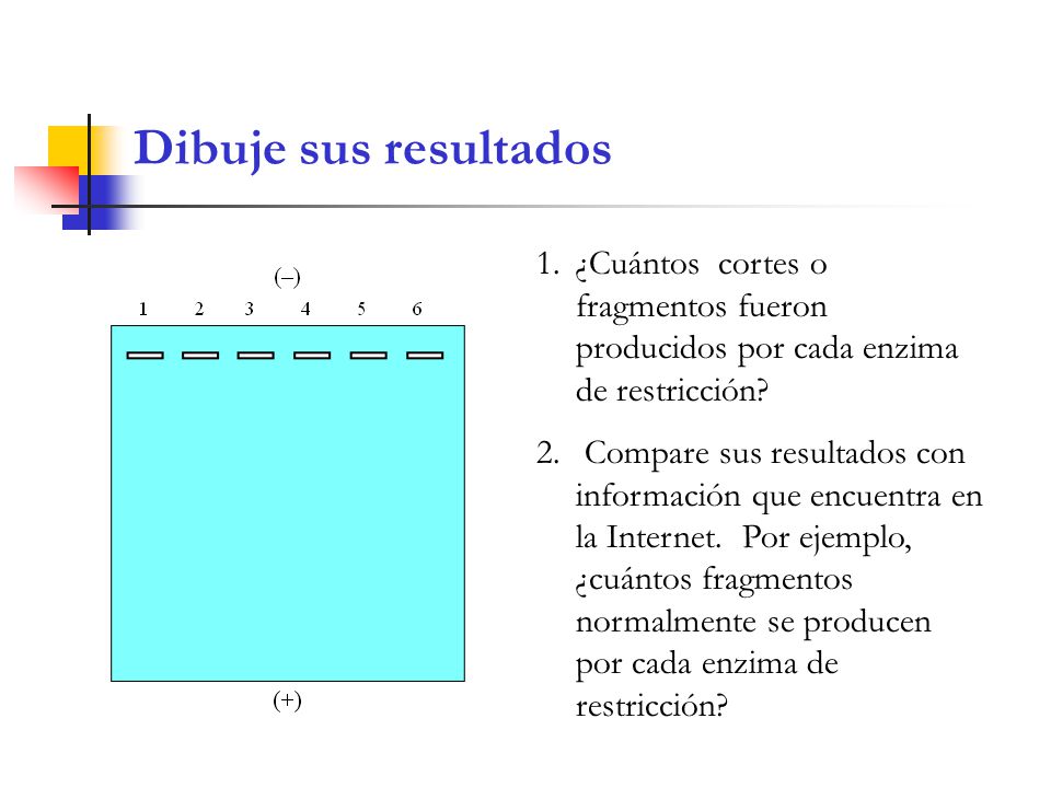 Dibuje sus resultados ¿Cuántos cortes o fragmentos fueron producidos por cada enzima de restricción