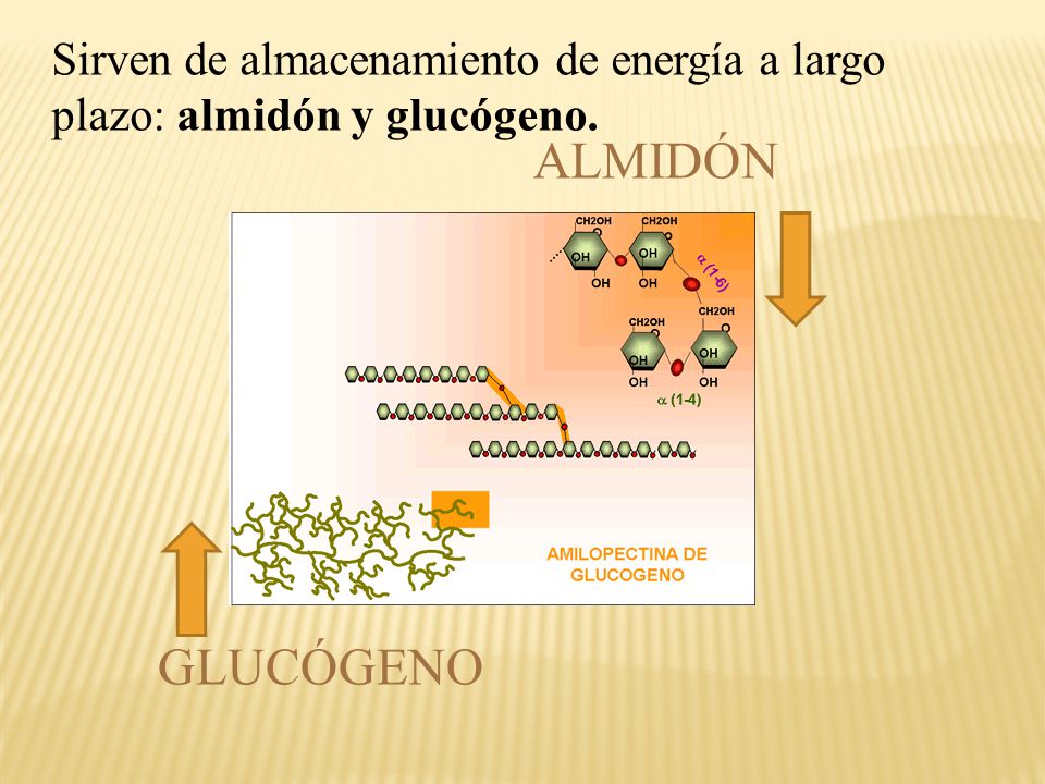 Sirven de almacenamiento de energía a largo plazo: almidón y glucógeno.