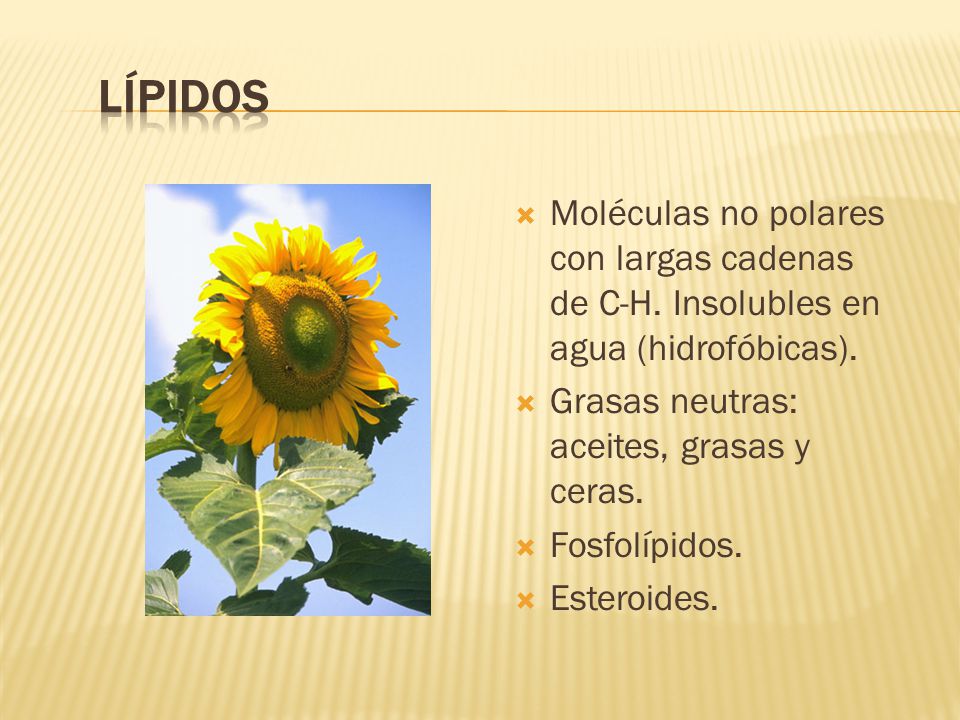 LÍPIDOS Moléculas no polares con largas cadenas de C-H. Insolubles en agua (hidrofóbicas). Grasas neutras: aceites, grasas y ceras.