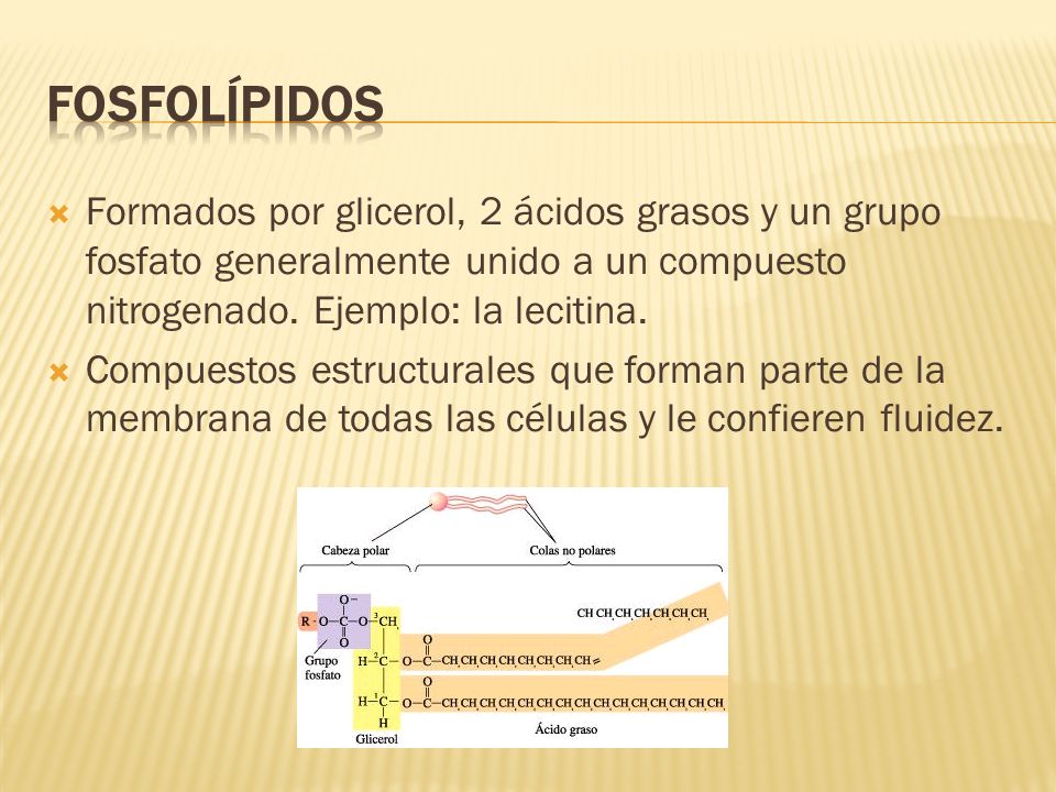 FOSFOLÍPIDOS Formados por glicerol, 2 ácidos grasos y un grupo fosfato generalmente unido a un compuesto nitrogenado. Ejemplo: la lecitina.