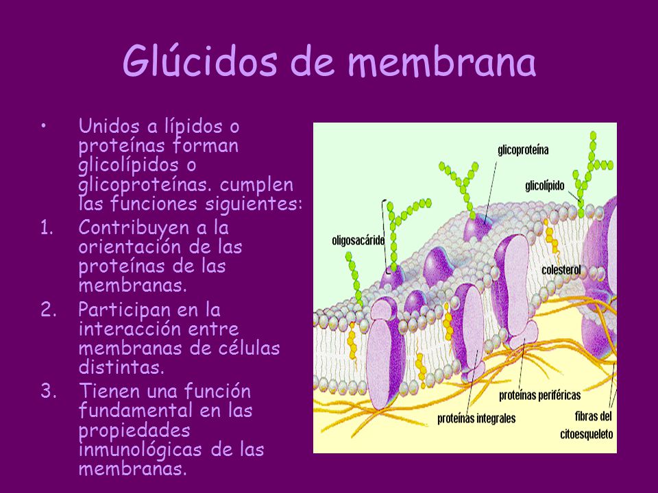 Glúcidos de membrana Unidos a lípidos o proteínas forman glicolípidos o glicoproteínas. cumplen las funciones siguientes:
