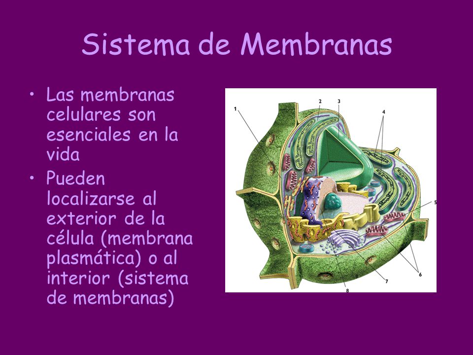 Sistema de Membranas Las membranas celulares son esenciales en la vida