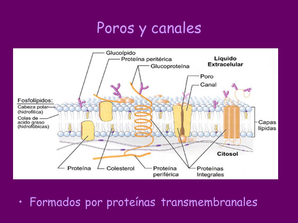 Poros y canales Formados por proteínas transmembranales