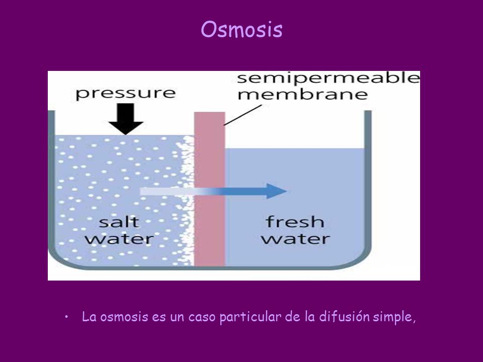 Osmosis La osmosis es un caso particular de la difusión simple,