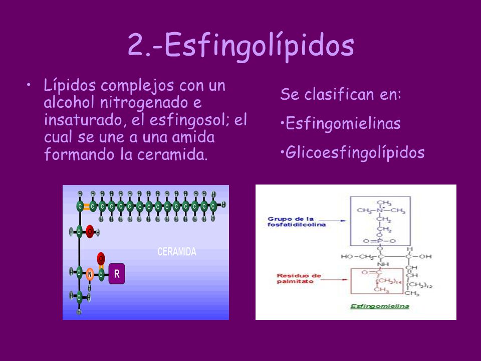 2.-Esfingolípidos Lípidos complejos con un alcohol nitrogenado e insaturado, el esfingosol; el cual se une a una amida formando la ceramida.