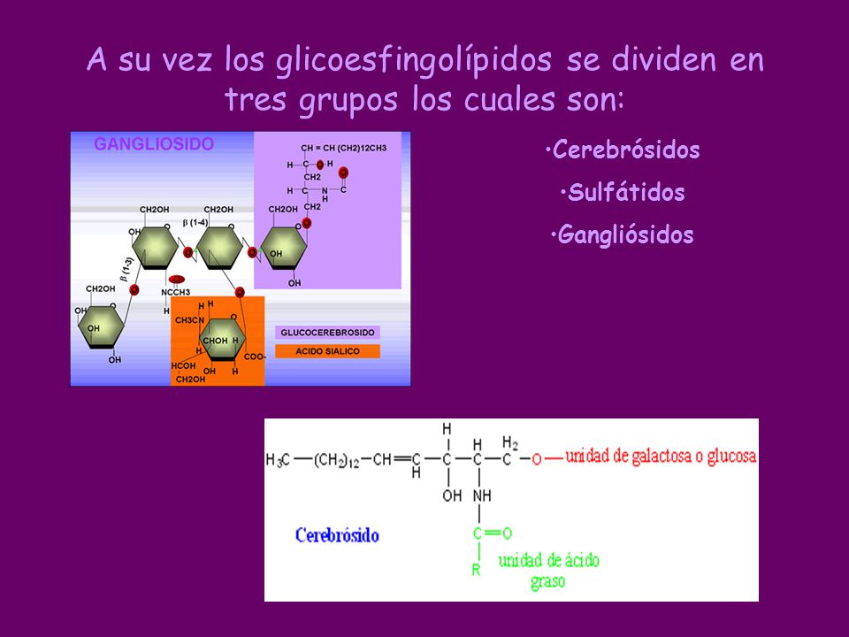 A su vez los glicoesfingolípidos se dividen en tres grupos los cuales son: