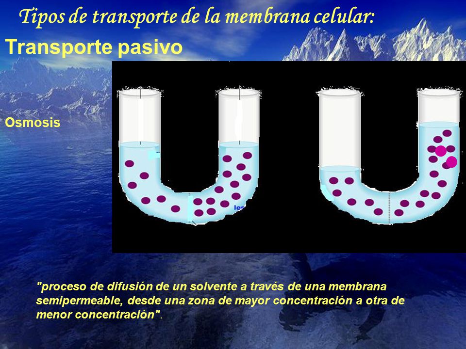 Tipos de transporte de la membrana celular: