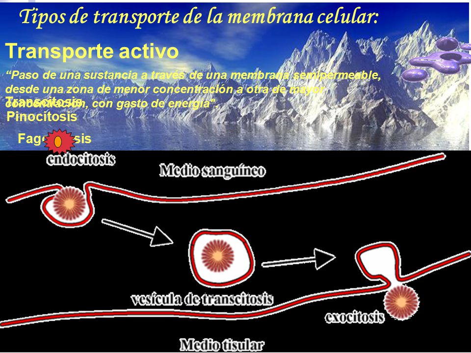 Tipos de transporte de la membrana celular: