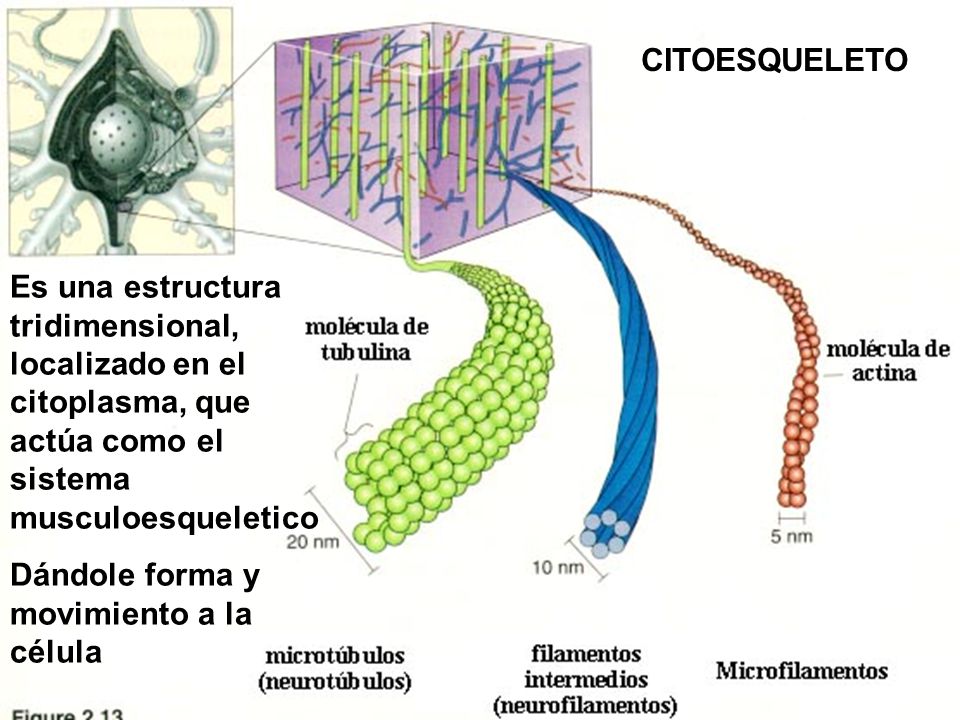 CITOESQUELETO Es una estructura tridimensional, localizado en el citoplasma, que actúa como el sistema musculoesqueletico.