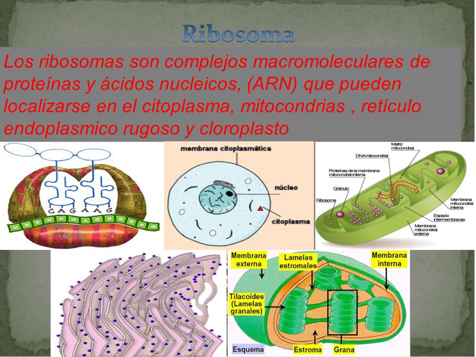 Los ribosomas son complejos macromoleculares de proteínas y ácidos nucleicos, (ARN) que pueden localizarse en el citoplasma, mitocondrias , retículo endoplasmico rugoso y cloroplasto