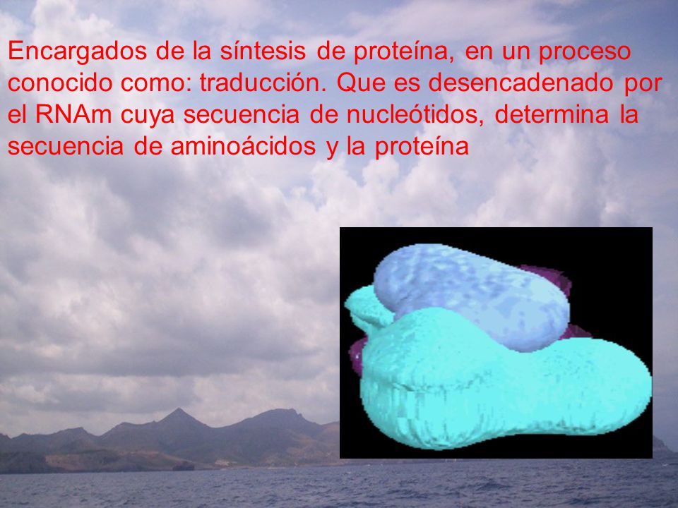 Encargados de la síntesis de proteína, en un proceso conocido como: traducción.