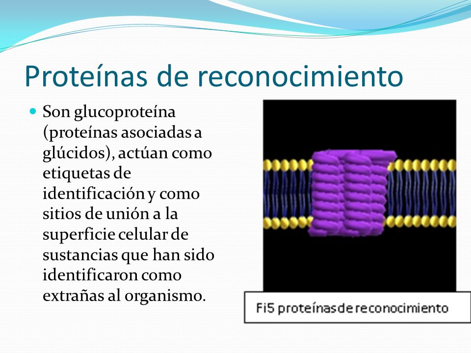 Membrana plasmática. - ppt video online descargar