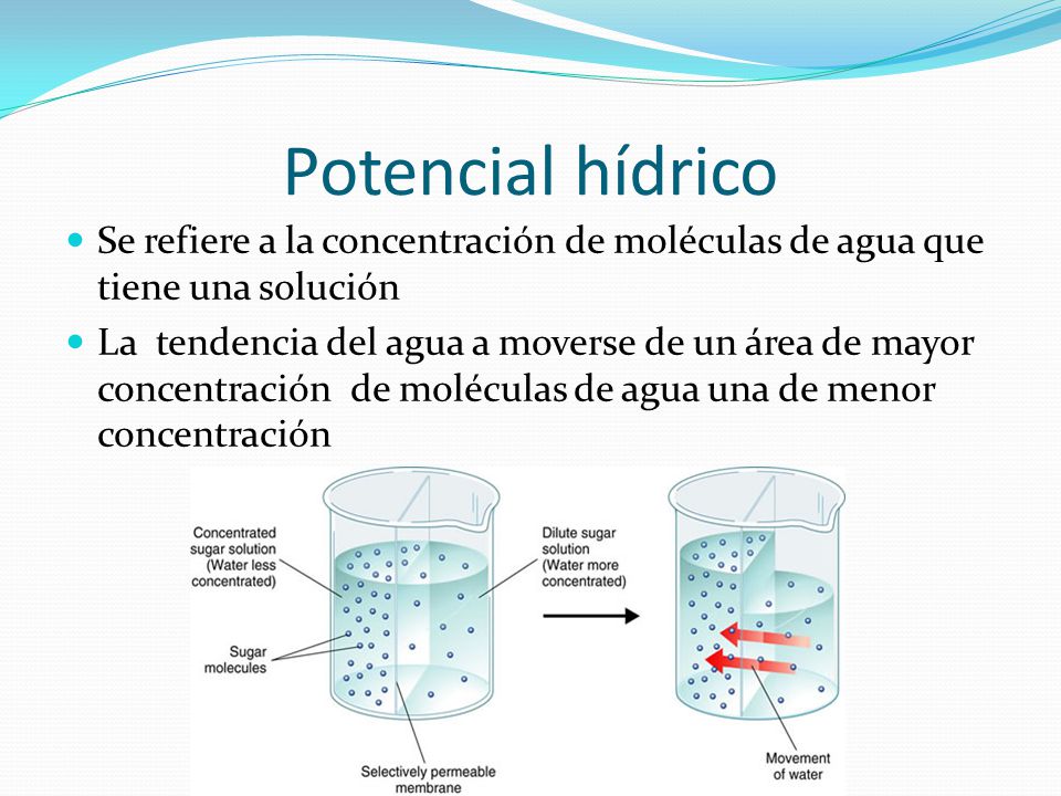 Potencial hídrico Se refiere a la concentración de moléculas de agua que tiene una solución.