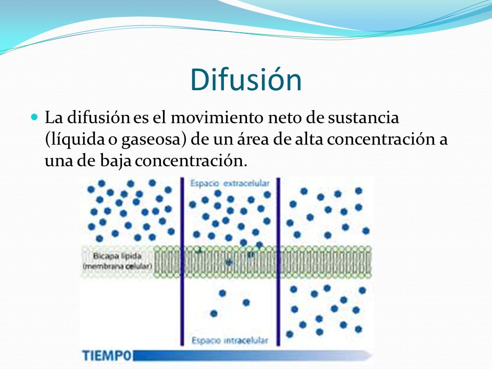 Difusión La difusión es el movimiento neto de sustancia (líquida o gaseosa) de un área de alta concentración a una de baja concentración.
