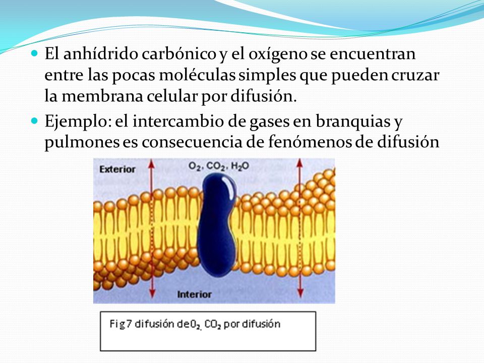 El anhídrido carbónico y el oxígeno se encuentran entre las pocas moléculas simples que pueden cruzar la membrana celular por difusión.