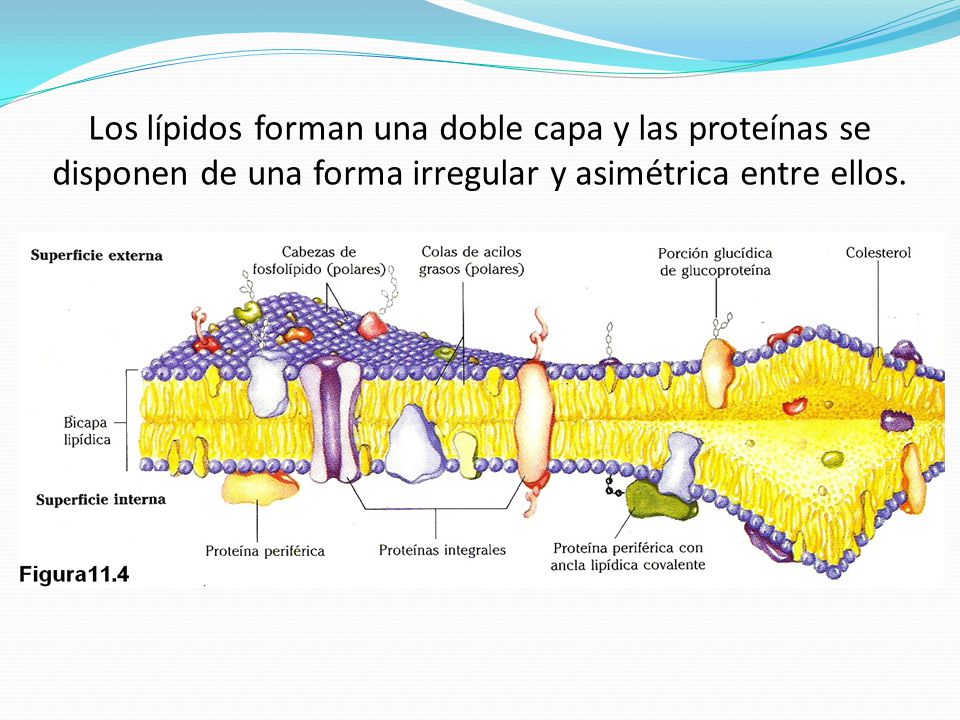 Los lípidos forman una doble capa y las proteínas se disponen de una forma irregular y asimétrica entre ellos.