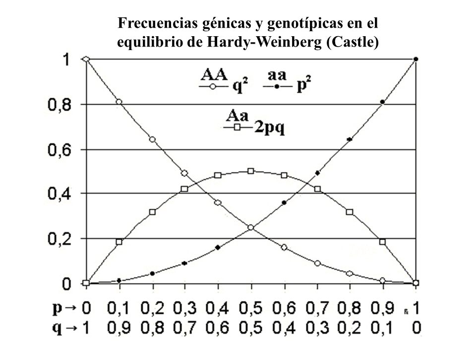 Frecuencias génicas y genotípicas en el equilibrio de Hardy-Weinberg (Castle)