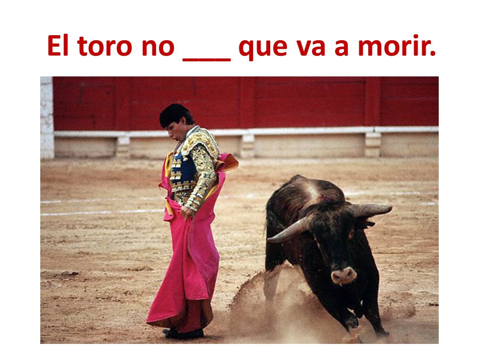 El toro no ___ que va a morir.