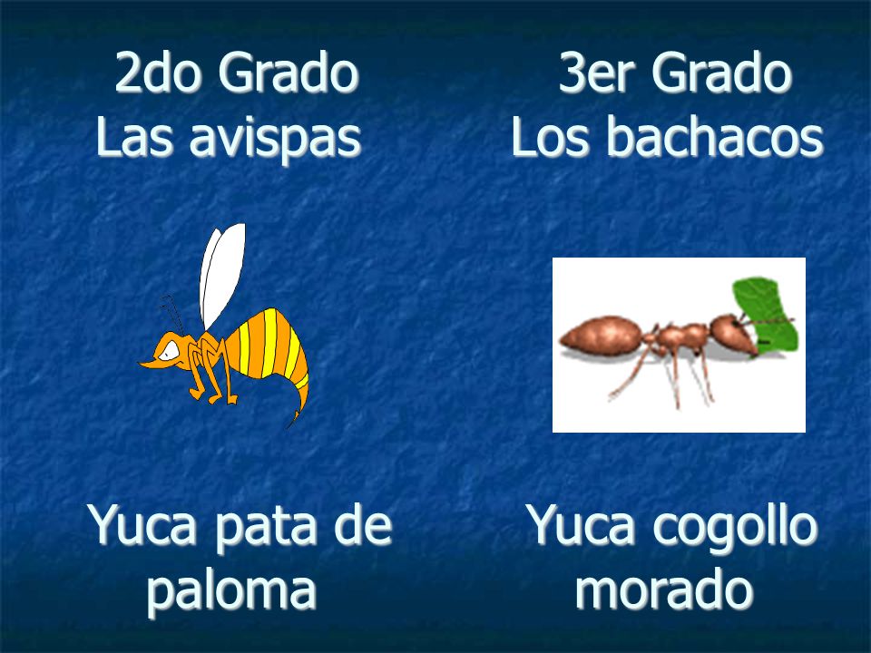 2do Grado Las avispas 3er Grado Los bachacos Yuca pata de paloma Yuca cogollo morado