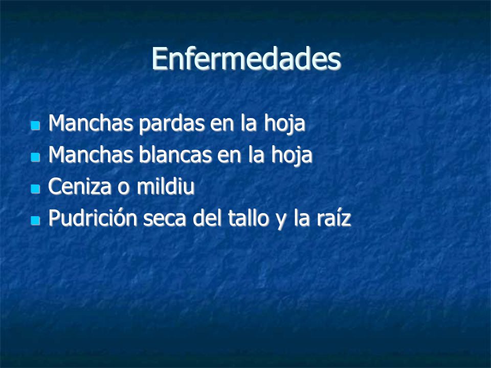 Enfermedades Manchas pardas en la hoja Manchas blancas en la hoja