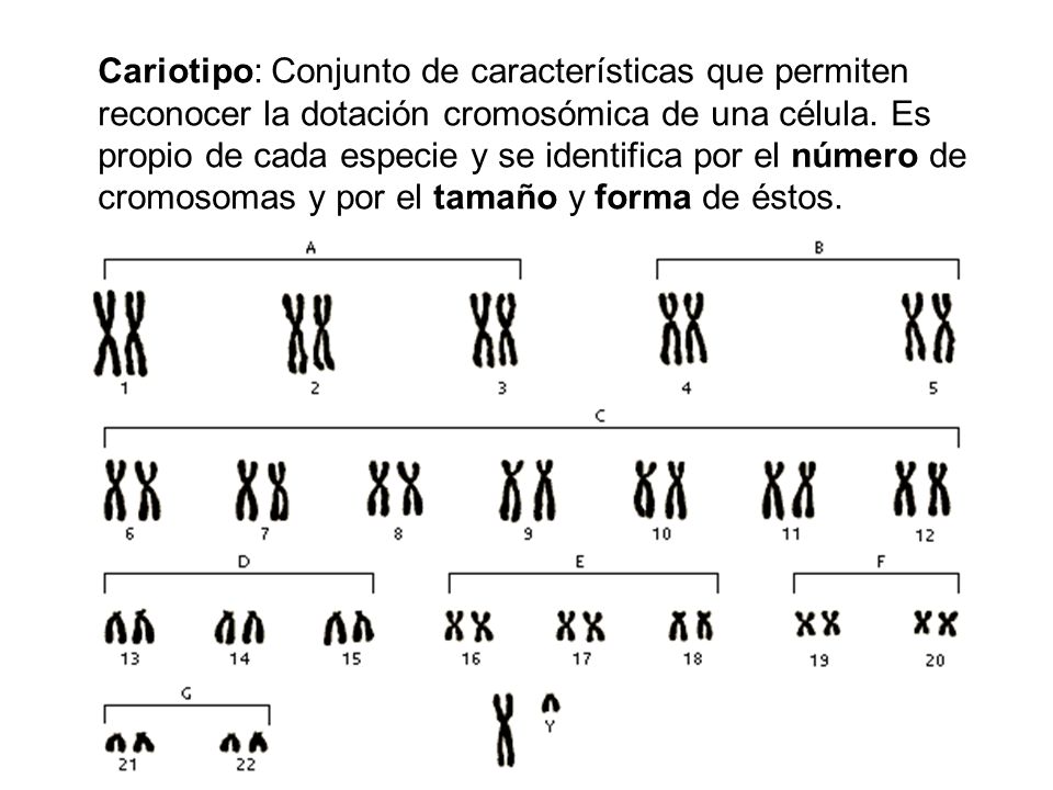 Cariotipo: Conjunto de características que permiten reconocer la dotación cromosómica de una célula.
