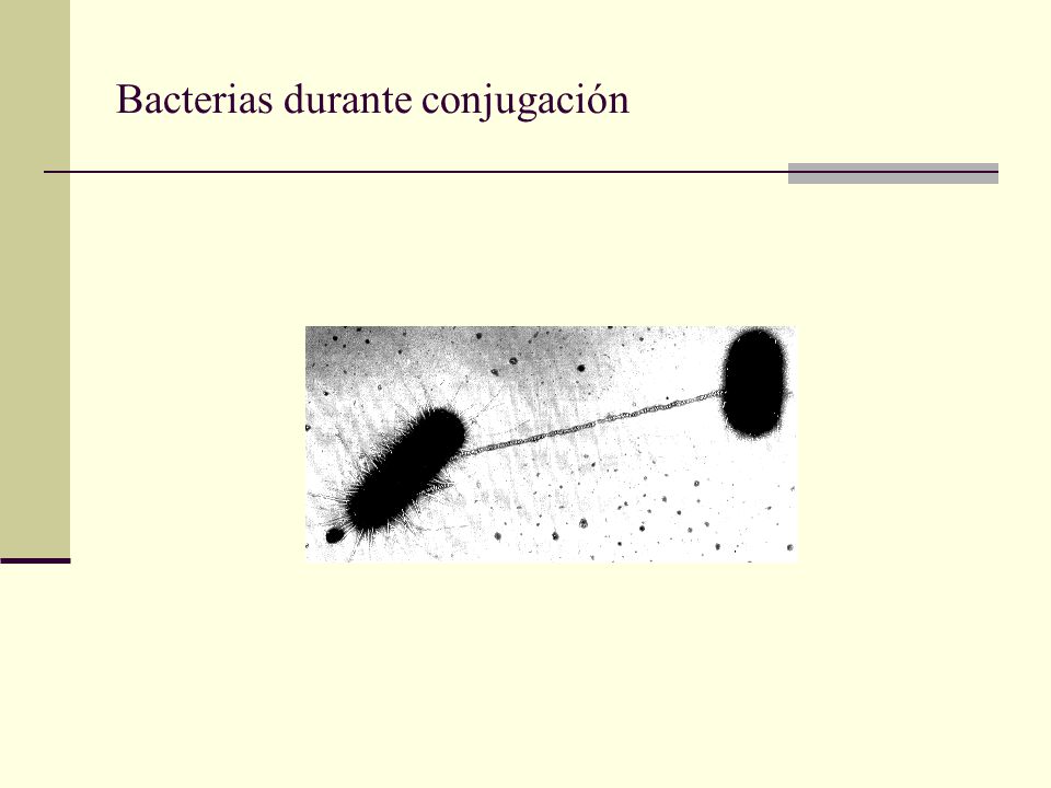 Bacterias durante conjugación