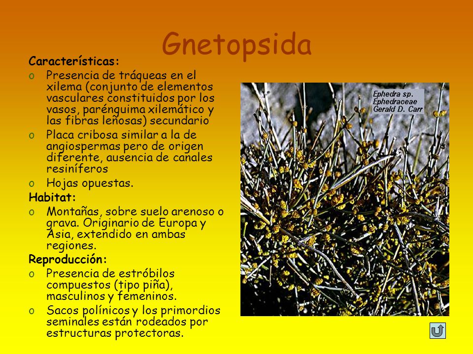 Gnetopsida Características: