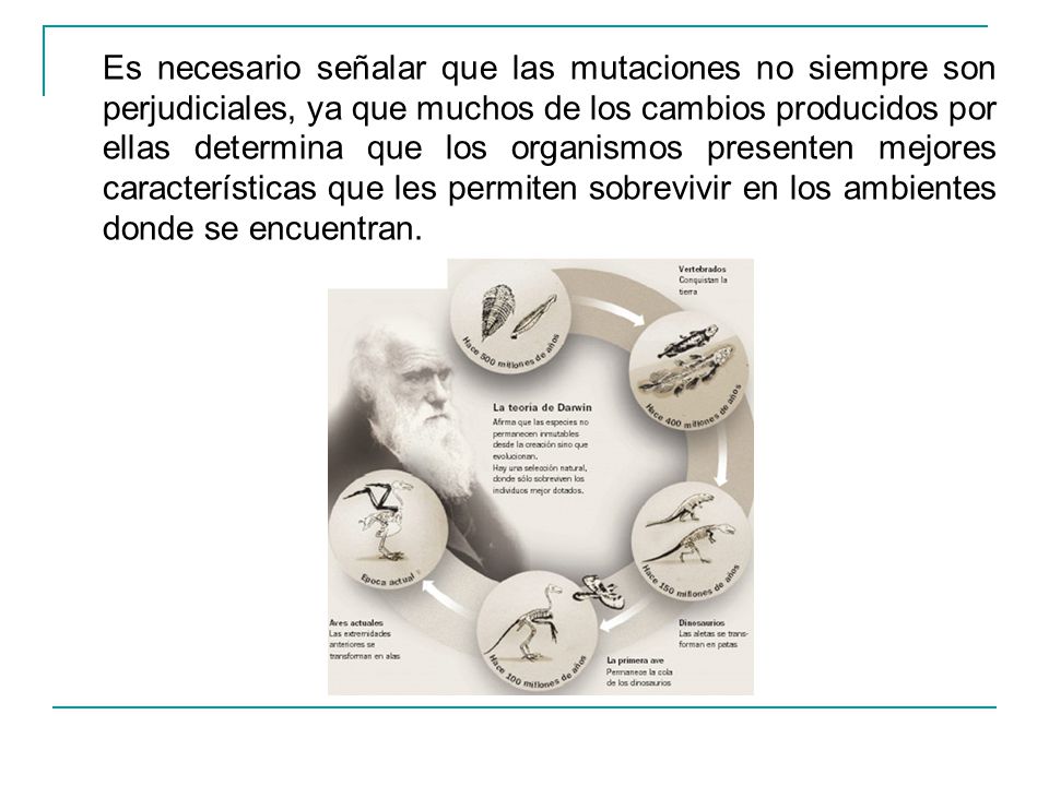 Es necesario señalar que las mutaciones no siempre son perjudiciales, ya que muchos de los cambios producidos por ellas determina que los organismos presenten mejores características que les permiten sobrevivir en los ambientes donde se encuentran.