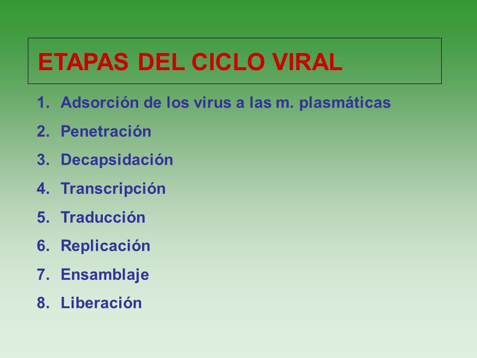 Adsorción de los virus a las m. plasmáticas Penetración Decapsidación
