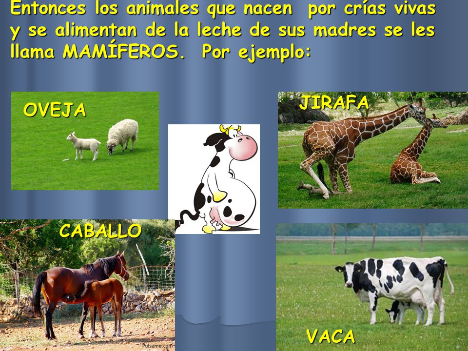 Entonces los animales que nacen por crías vivas y se alimentan de la leche de sus madres se les llama MAMÍFEROS. Por ejemplo: