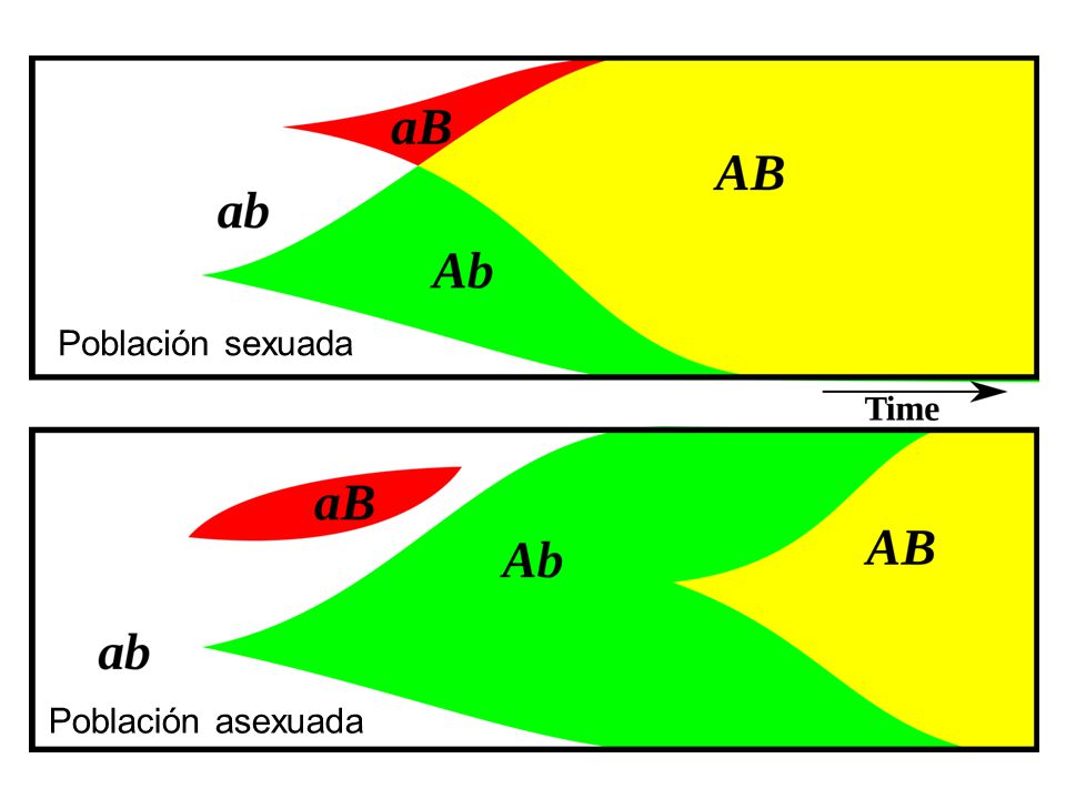Población sexuada Población asexuada