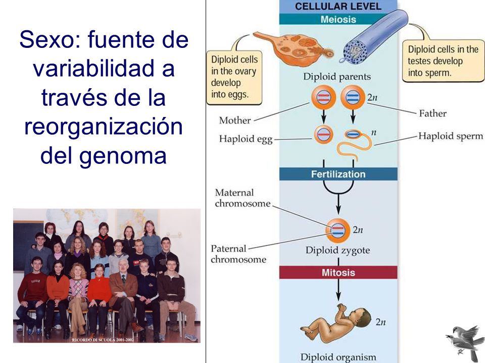 Sexo: fuente de variabilidad a través de la reorganización del genoma