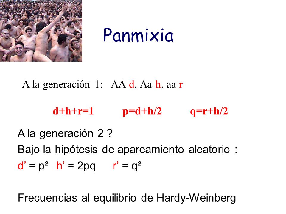 Panmixia A la generación 1: AA d, Aa h, aa r d+h+r=1 p=d+h/2 q=r+h/2