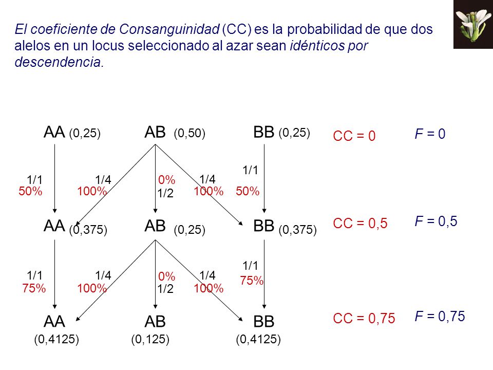 El coeficiente de Consanguinidad (CC) es la probabilidad de que dos alelos en un locus seleccionado al azar sean idénticos por descendencia.