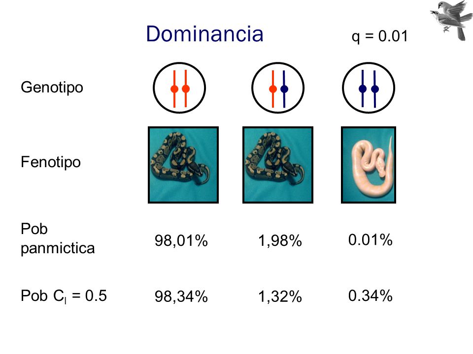 Dominancia q = 0.01 Genotipo Fenotipo Pob panmictica 98,01% 1,98%