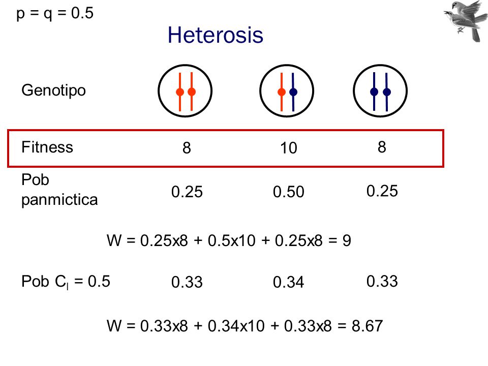 Heterosis p = q = 0.5 Genotipo Fitness Pob panmictica