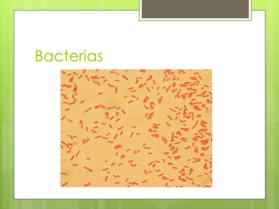 Bacterias