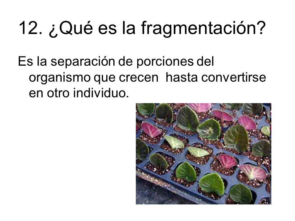 12. ¿Qué es la fragmentación