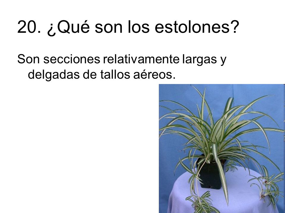 20. ¿Qué son los estolones Son secciones relativamente largas y delgadas de tallos aéreos.