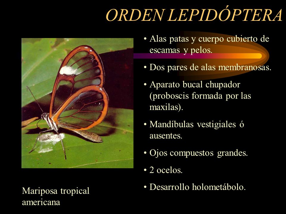 ORDEN LEPIDÓPTERA Alas patas y cuerpo cubierto de escamas y pelos.