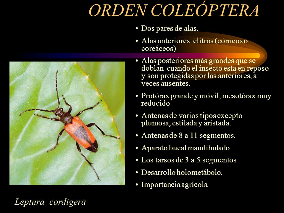 ORDEN COLEÓPTERA Leptura cordigera Dos pares de alas.