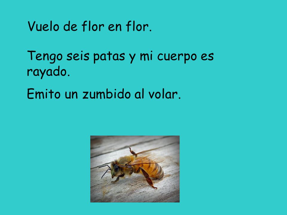 Vuelo de flor en flor. Tengo seis patas y mi cuerpo es rayado. Emito un zumbido al volar.
