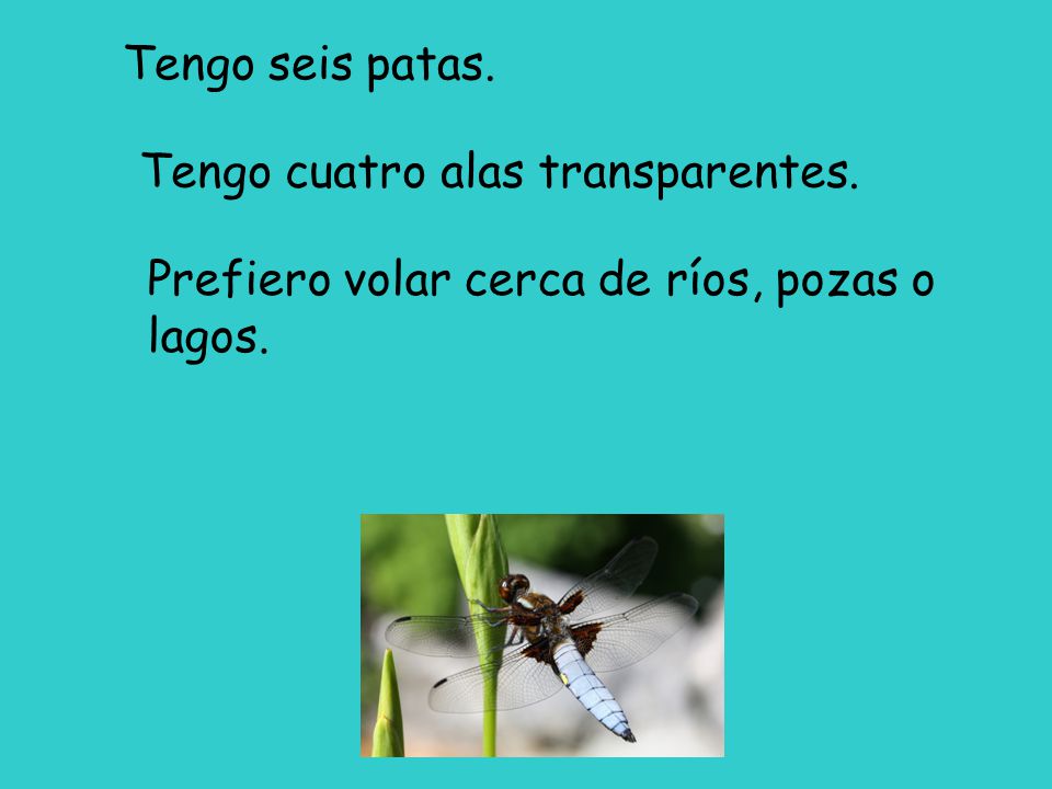 Tengo seis patas. Tengo cuatro alas transparentes. Prefiero volar cerca de ríos, pozas o lagos.