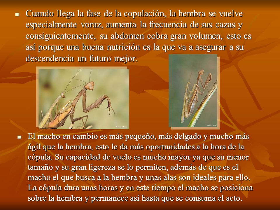 Cuando llega la fase de la copulación, la hembra se vuelve especialmente voraz, aumenta la frecuencia de sus cazas y consiguientemente, su abdomen cobra gran volumen, esto es así porque una buena nutrición es la que va a asegurar a su descendencia un futuro mejor.